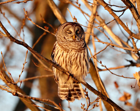 Barred Owl just after sunrise in Tommy Thompson Park, Toronto, Ontario, Canada