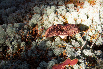 autumn mushrooms in white moss