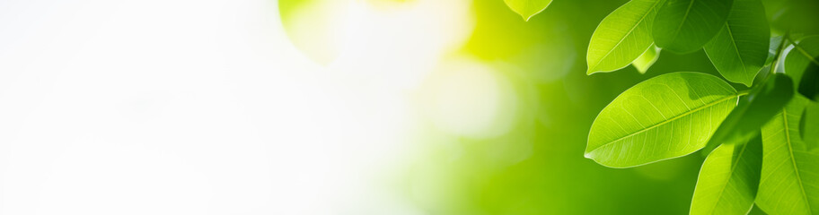 Nature of green leaf in garden at summer. Natural green leaves plants using as spring background cover page greenery environment ecology wallpaper