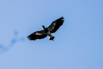 queltehue flying on the lake