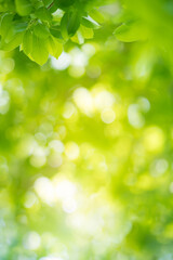 Nature of green leaf in garden at summer. Natural green leaves plants using as spring background cover page greenery environment ecology wallpaper