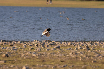 queltehue on the lake