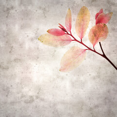 stylish textured old paper background with a twing of snowbush Breynia disticha with pink leaves