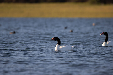 black necked swan in the lake