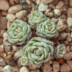 Echeveria succulent houseplants, top view