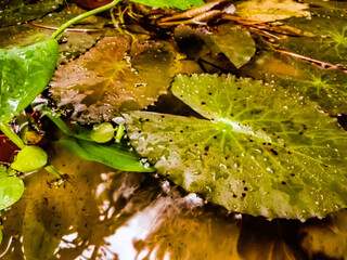 autumn leaves in water