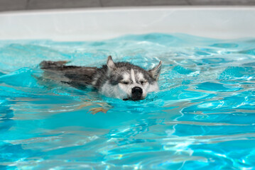 A young Siberian Husky female dog with closed eyes is swimming in a pool. She has wet grey and white fur. The water has an azure and blue color, with waves and splashes. It's a sunny summer day.