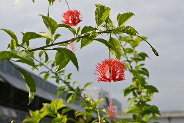 風鈴のような花、フウリンブッソウゲ（風鈴仏桑花）Hibiscus schizopetalus