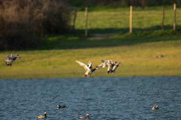 
duck flying in the lake
