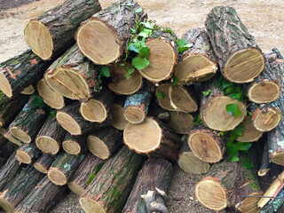 pile of logs for heating in the winter in the national park cevennes in the south of France