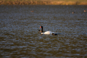 black necked swan in the lake