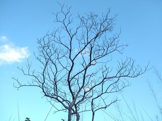 Dried tree branches and blue sky