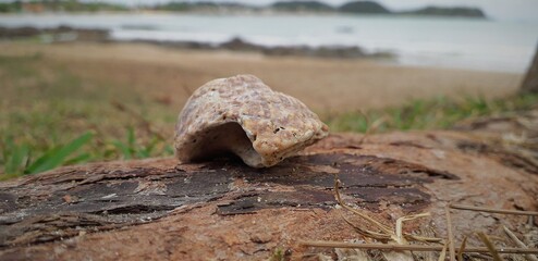 mushrooms in the grass