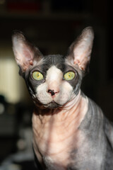 Grey purebred cat canadian sphynx with green eyes