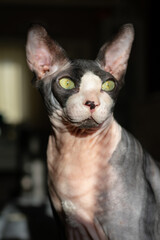 Grey purebred cat canadian sphynx with green eyes.