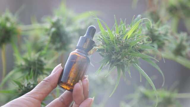 Farmer showing CBD oil with marijuana cannabis hemp plants.Concept of herbal alternative medicine, pharmaceptical industry