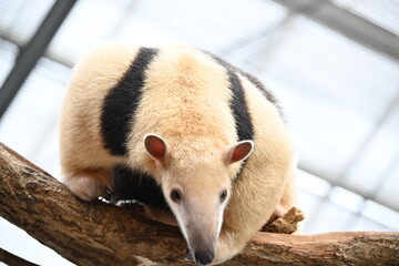 細い木の上を器用に歩くアリクイ