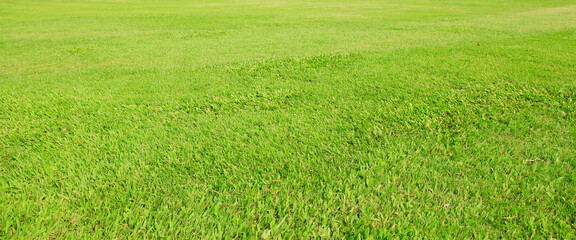 Obraz na płótnie Canvas green grass field