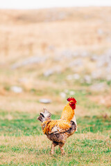 Rooster in the mountain. The guardian