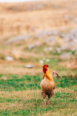 Rooster in the mountain. The guardian