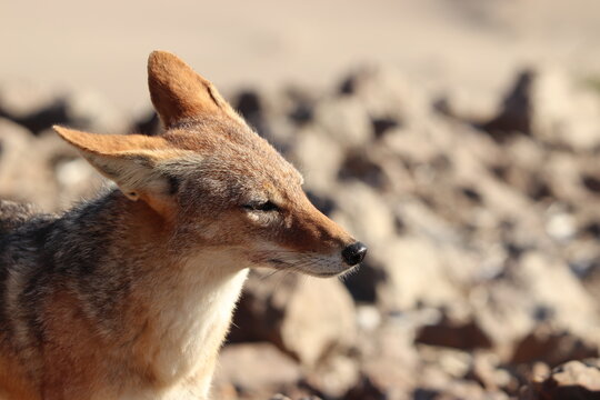 Closeup on a black-backed jackal (canis mesomelas) photographed in southern Namibia.
