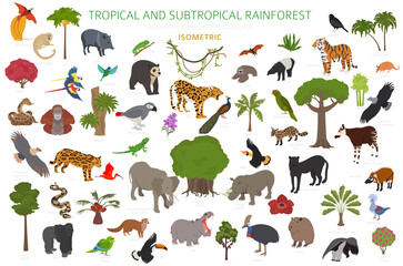 Obraz premium Tropical and subtropical rainforest biome, natural region infographic. Amazonian, African, asian, australian rainforests. Animals, birds and vegetations ecosystem 3d isometric design set