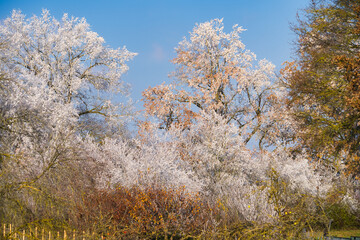 Wunderschöne Winterlandschaft mit Frost und Eisblumen auf den Bäumen