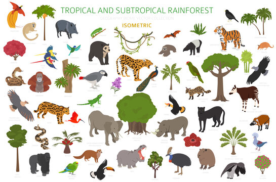 Tropical and subtropical rainforest biome, natural region infographic. Amazonian, African, asian, australian rainforests. Animals, birds and vegetations ecosystem 3d isometric design set