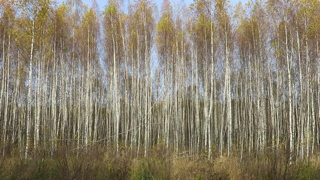 Young thin birch trees in autumn foliage in sunlight with blue sky 