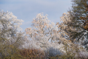 Obraz na płótnie Canvas Wunderschöne Winterlandschaft mit Frost und Eisblumen auf den Bäumen