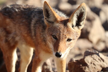 Naklejka na ściany i meble Closeup on a black-backed jackal (canis mesomelas) photographed in southern Namibia.