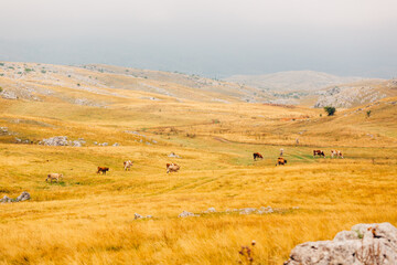 Obraz premium Cows in the mountains. Looks like Milka TVC 