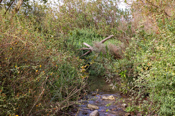 The swift, shallow,  cold mountain Ayun river in the Galilee in northern Israel