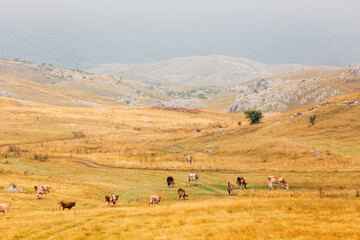 Cows in the mountains. Looks like Milka TVC 