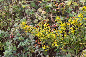 A bush with  yellow flowers grows on the shore of the rapid, shallow, cold mountain Ayun river in the Galilee in northern Israel