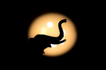 Fototapeta premium elephant head side view