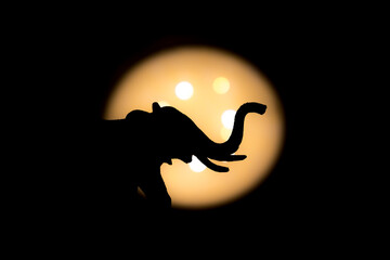 elephant side view photographed