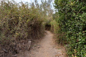 A path passing  near the swift, shallow, cold mountain Ayun river in the Galilee in northern Israel