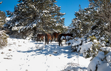 Wild horses and snow-covered trees wandering the snowy mountain.