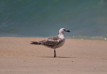 seagull standing at the beach