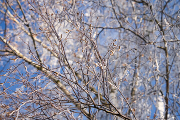 Wunderschöne Winterlandschaft mit Frost und Eisblumen auf den Bäumen