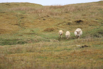 sheep in the field