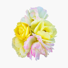 珍しいバラ（切り抜きパス有り）