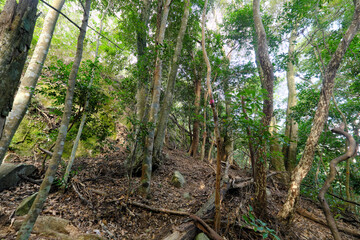 頂上が見えてきた深い森の中