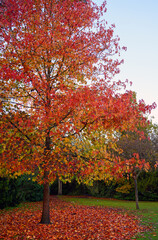 Autumn scene with tree in Kelsey Park, Beckenham, Kent, UK. The tree has colorful red leaves and a carpet of red leaves lies on the ground. Image of England in the fall. 