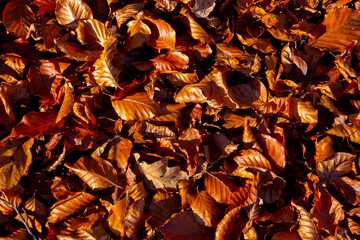 Brown autumn leaves for natural background