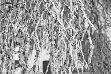 Wundersch&ouml;ne Winterlandschaft mit Frost und Eisblumen auf den B&auml;umen in schwarz wei&szlig;