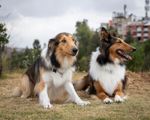 two beautiful long haired rough collie dogs in nature setting
