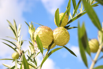 フウセントウワタ