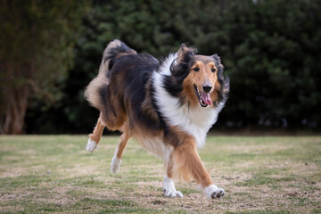 portrait of happy collie dog running and jumping outside in nature